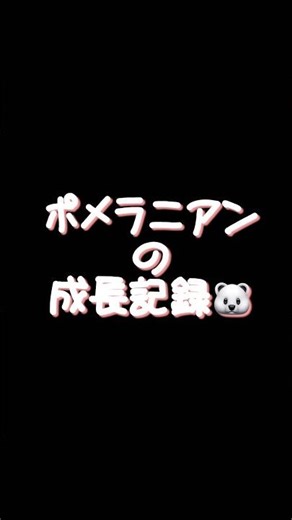 ポメラニアンの成長記録2〜６ヶ月ちょっと🤏体重が３倍に🐻‍❄️‼️ #ポメラニアン #元気になる動画 #犬動画 #可愛い 音声：VOICEVOX ずんだもん
