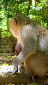 6.1K views · 1.2K reactions | Precious baby monkey so cute sleep well enjoying milk | Monkeys Buzz | Facebook