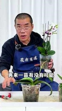 Will the New Year's Eve Tech Bloom Again? A Phalaenopsis Experiment