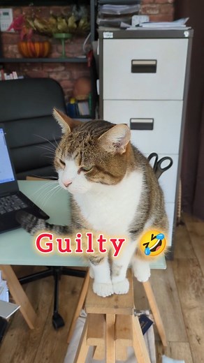 Loving Roberts filing system 🤣😻 #catsatwork #officecat | Louise and Deb Floral Design Face and Body Art