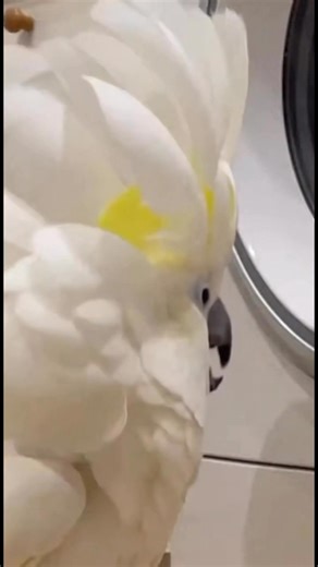 POV: Your cockatoo thinks the washing machine is a DJ 😂 #fyp #viral #cockatoo #funnyanimals #funnyvideo #dancingbird #laundryday #cuteanimals #wildlife | Mango Parrot