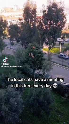 Typical red cat behavior!  | The Bluebird Patch | Facebook