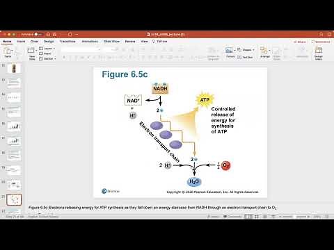 Ch. 6 (How Cells Harvest Chemical Energy)