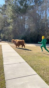 Usually I’m annoyed to see Dumpy setting off the doorbell camera-but not today 🌻🐮😂 #minicows #highlandcows #animals | Fur & Feather’s Farm