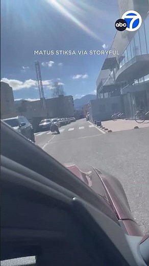 Bear runs through Slovakia town after attacks