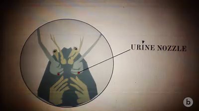 1.5K views · 40 reactions | Covered head-to-claw with chemical...