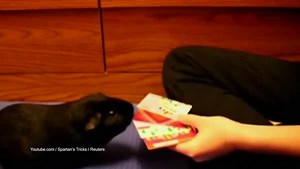 148K views · 2.5K reactions | Is this the best-trained guinea pig? | Animal Planet | Facebook