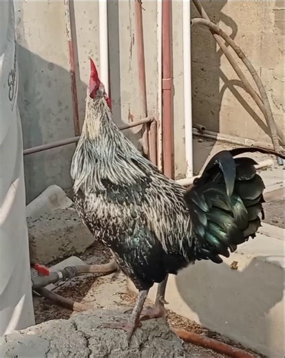 Best rooster crowing sounds 🐓 #birds #chicken