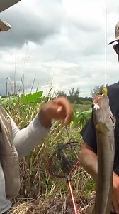 12K views · 119 reactions | We FOUND ALL EXOTIC FISH SPECIES Chewing UNDER This BRIDGE! | Zak Catch Em | Facebook