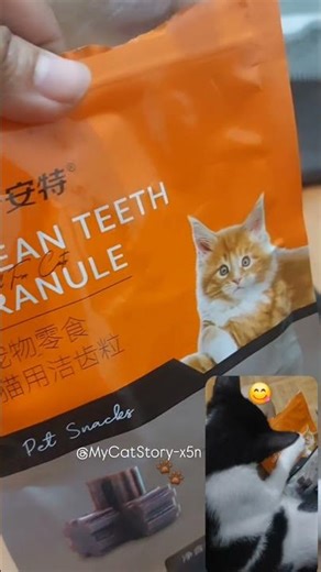 Rebutan snack😅😅#cat#kucinglucu #snackkucing#fypviralシ