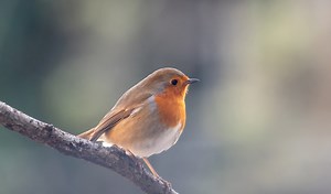 Nourrir les oiseaux du jardin : quand, quoi, comment ? (Guide)