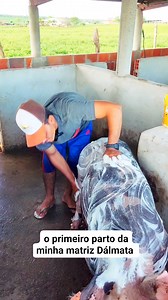 1.6M views · 51K reactions | o primeiro parto da minha matriz Dálmata #vidanaroça #curiosidades #dicas #motivacao | Diones sonhador | Facebook