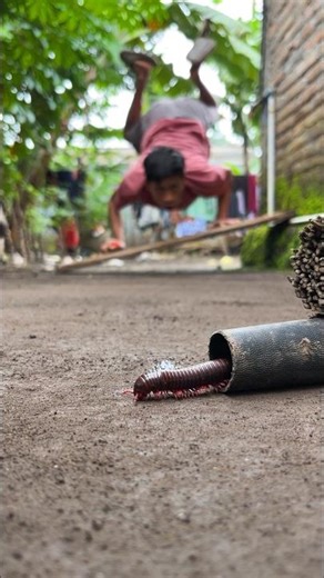 Millenial, The millipede won't come back unless it's given candy #millipedes
