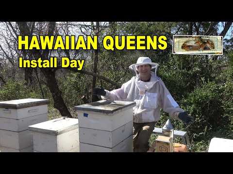 Installing Italian-Hawaiian Queen Bees | Spring Hive Setup