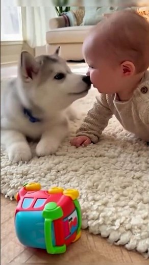Siberian Husky Puppy Plays With Baby 🐺 | Sweet Little Moments 👶 | Watch Until The End ✨
