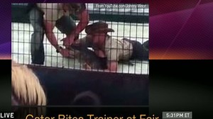 Watch alligator bite trainer at fair