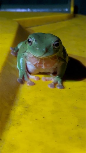 Green tree frog wins eye staring challenge 🐸 #shorts #green #frog #challenge #nature #australia