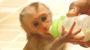 70K views · 174 reactions | Newborn Baby Just Two Week - Very Tiny Baby Monkey Mano Sucking Milk | Monkey Free | Facebook