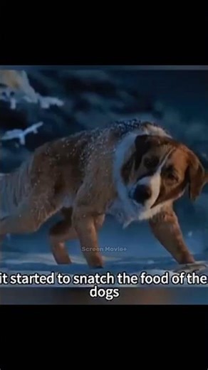 A lazy dog ​​#shorts #film #animals #dog