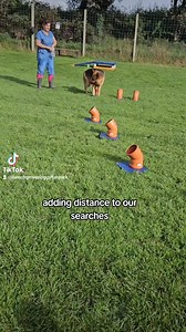 1.2K views | #throwback to Summer Sniffies with lovely Jessie 殺 January Classes available to book now! Just send us a PM  #beechgrovedogs #scentdetection #northernireland | Beechgrove Doggy Fun Park, Behaviour & Training Centre | Facebook