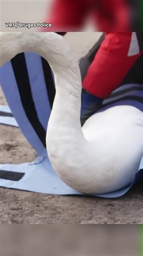 The rebellious Bruges swan was “arrested” 8 times in 7 days for ditching his flock to explore streets #swan #swans #animals