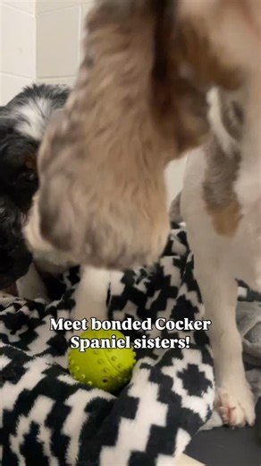 435 reactions · 128 shares | ✨ Double the love!✨ Meet Hailey &...