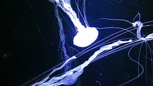 Jellyfish, Medusa, Slide. Free Stock Video