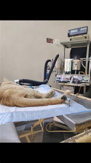 🐾 Today we welcomed Charle, a sweet neutered boy, to our clinic for his procedure. 🐶💙 We used gaseous anesthesia to ensure a safe and smooth experience, and Charle handled it like a champ! Our team is always here to make sure every furry friend is comfortable, cared for, and safe. ✨ #PetCare #Neutering #FurryFriends #SafeAnesthesia #HappyPets #VetLife #PetHealth #bahawalpurtrip #bahawalpurcity #dhabahawalur For Appointment 0303-7433274 | Asim Pet and Vet Care Clinic