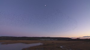 Mesmerising starling murmuration captured at dusk in Carnforth