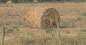 Heat, dry conditions impacting crops in Saskatchewan | Globalnews.ca