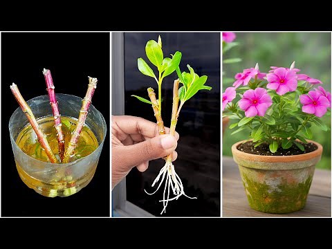 How to grow periwinkle flower plant at home || Best way to make your garden colorful