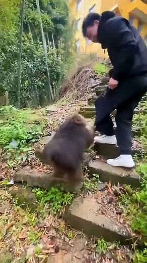 49K views · 1.1K reactions | Visitors love to play with Xing Xing and so does she. #Xingxingmokey #xingxing #monkey | Xing Xing Monkey | Facebook