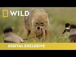 Who Will Win? | Europe’s New Wild | National Geographic Wild UK