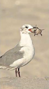 Bird VS Baby Sea Turtle - Nature is Raw and Cruel Sometimes