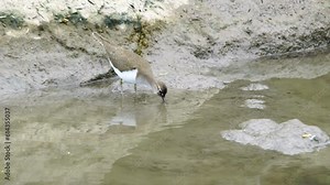 Wildlife - Birds. Common Sandpiper (Actitis hypoleucos) is the habitat of freshwater lakes and riverbanks up to an altitude of 4000 m. They feed on insects, crustaceans and other invertebrates.