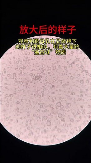 金蝉放大满满的蛋白，#健康#知了猴 #显微镜下的世界 #science #百科密码 #microscope