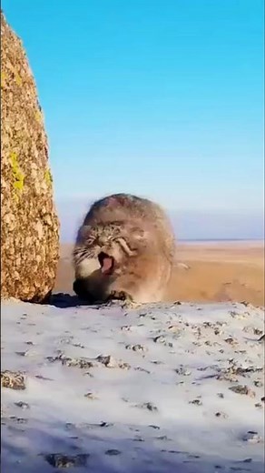 Pallas’s Cat – The Fluffy Wildcat of Central Asia #animalshorts