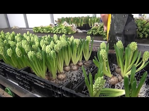 Hydroponic Flower Farming Technology - Greenhouse Farming Hydroponic Flower