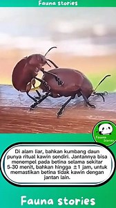Di alam liar, bahkan kumbang daun punya ritual kawin sendiri. Jantannya bisa menempel pada betina selama sekitar 5–30 menit, bahkan hingga ±1 jam, untuk memastikan betina tidak kawin dengan jantan lain. #faunastories #kumbang #beetle #aninalworld #fyp | Fauna Stories