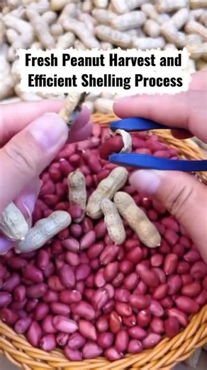 Fresh Peanut Harvest and Efficient Shelling Process