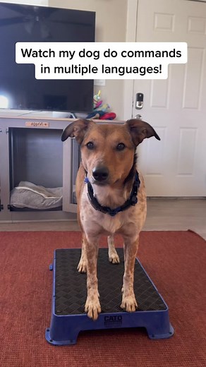 Training Dogs with Non-Standard Commands in Multiple Languages