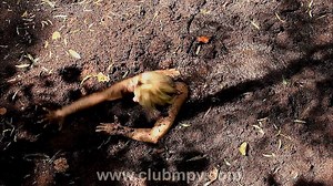 Summer the Jungle Girl in the Hammer Swamp This weeks update at Clubmpv.com Summer loves to sink. And for her, the more dramatic the sinking the better it is. So when we finally got a chance to let he loose in the Hammer Swamp, there was a lot of anticipation. And Summer delivered in a major way. The Hammer Swamp is big - and deep. We just didn't appreciate how useful that is for Summer. She's big and strong. And it takes a lot of swamp to kill her. Summer, say hello to Mr. Hammer. | Quicksand V