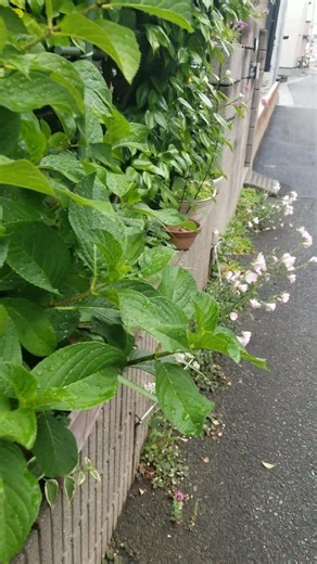 白いカシワバアジサイの花が咲いていた 2026年5月21日
