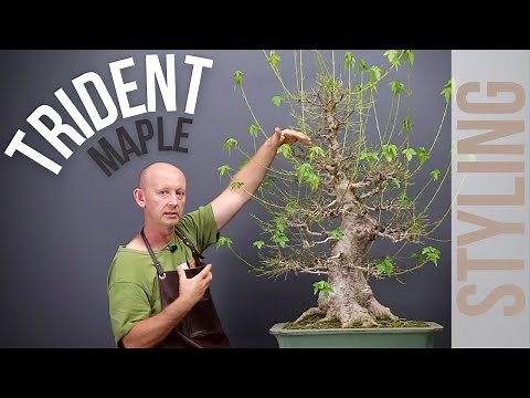 Trident maple bonsai styling: Defoliation, Branch Selection and Development, Scar Treatment.