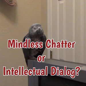 Just listen to what comes out of Einstein's little beak! Do you think it's mindless chatter or is he communicating an intellectual dialog beyond human comprehension? 🤔 Comment below, I'd love to know your thoughts! 🙂 | Einstein the Talking Texan Parrot