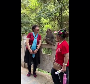 Monkey rips off woman's WIG on nature trail in China