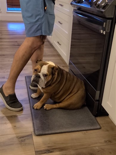 American ninja warrior obstacle course in here 🤪🤣🤣🐾 #fyp #dogsoftiktok #ginger #bulldog #viral