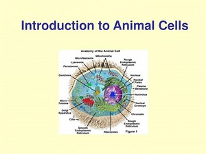 Introduction to Animal Cells - SlideServe