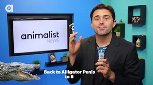 22 faits insolites sur la vie sexuelle des animaux