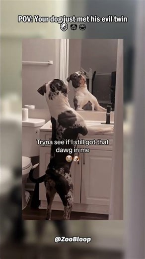 Dog vs Mirror 😂🐶 #funnyanimals #funnydogvideos #dog #shorts
